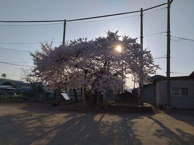 朝河桜も満開　夕日に映える